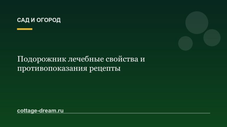 Подорожник лечебные свойства и противопоказания рецепты