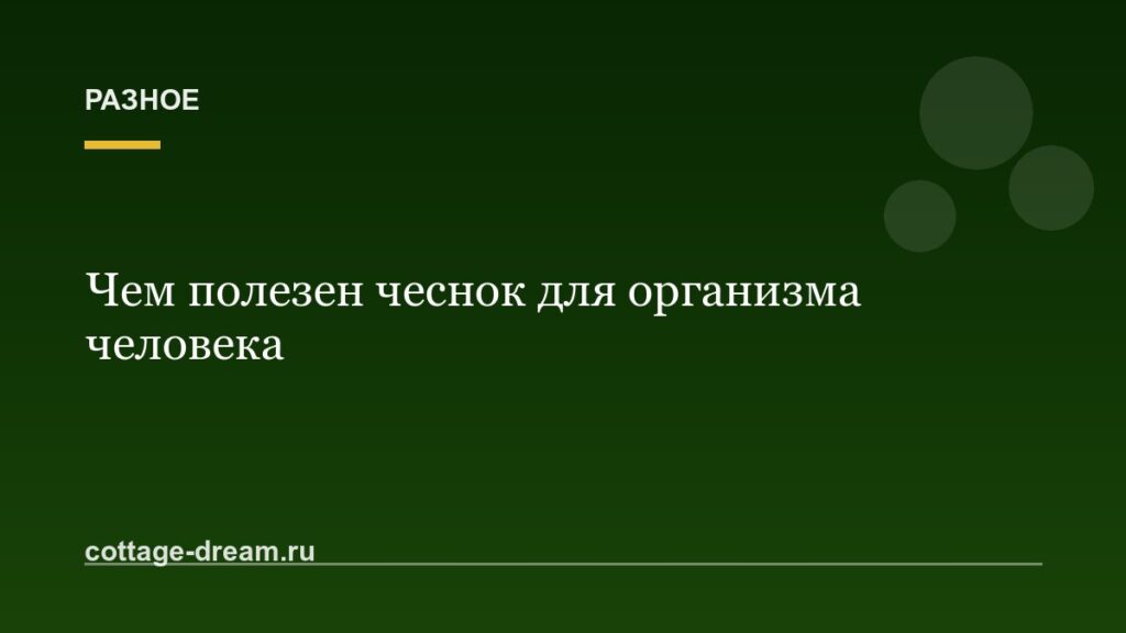 Чем полезен чеснок для организма человека