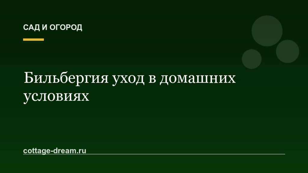 Бильбергия уход в домашних условиях: виды и фото