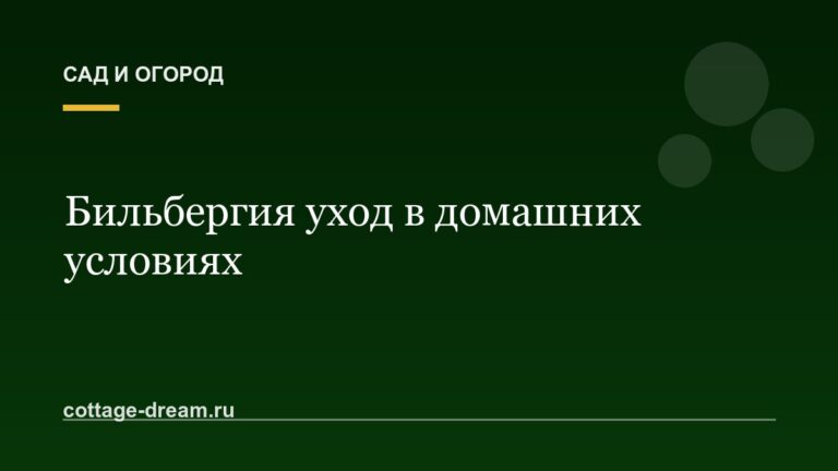 Бильбергия уход в домашних условиях: виды и фото