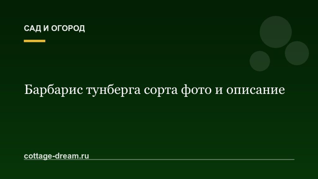 Барбарис тунберга сорта фото и описание