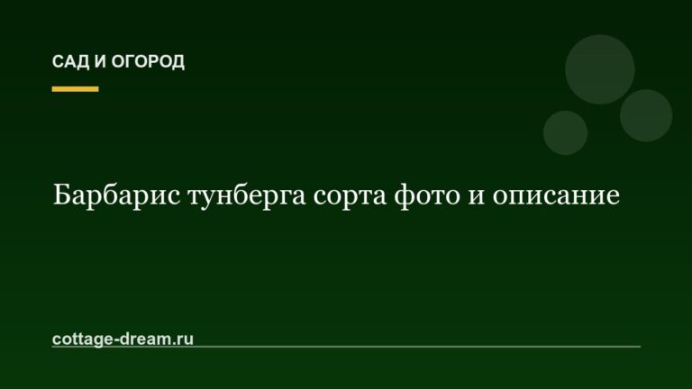 Барбарис тунберга сорта фото и описание