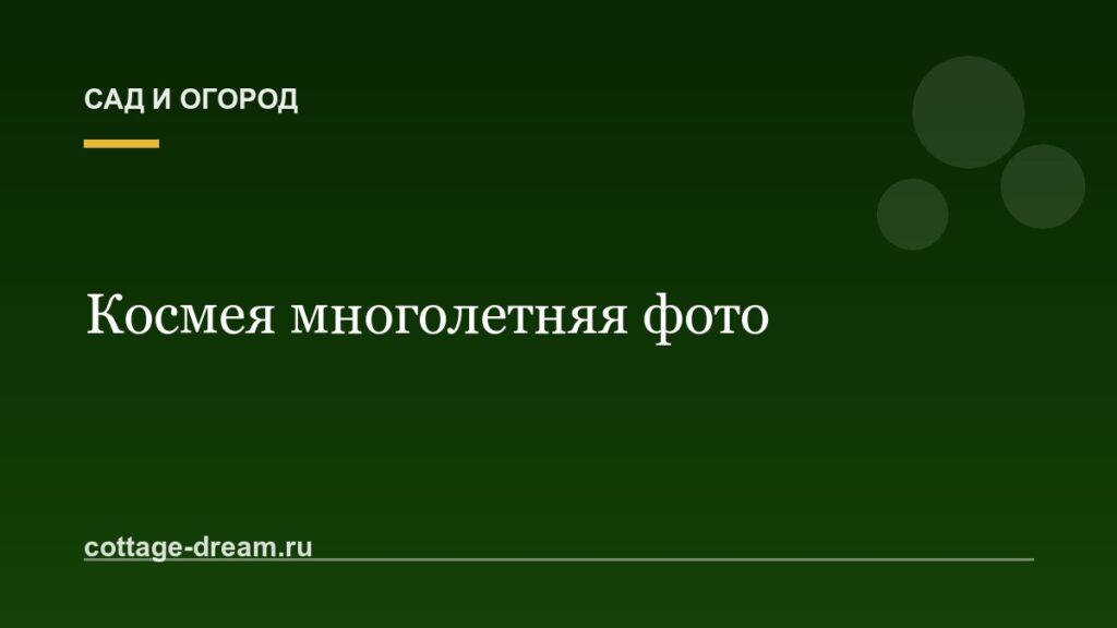 Космея многолетняя фото: посадка и уход