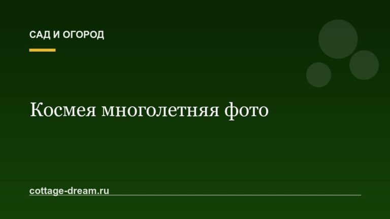 Космея многолетняя фото: посадка и уход
