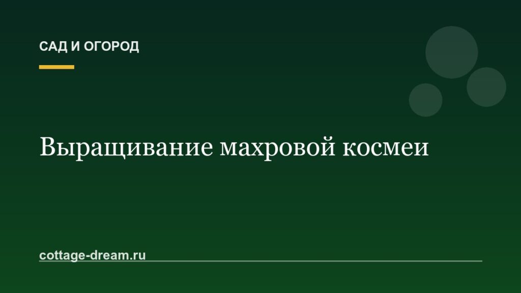 Выращивание махровой космеи: фото цветов