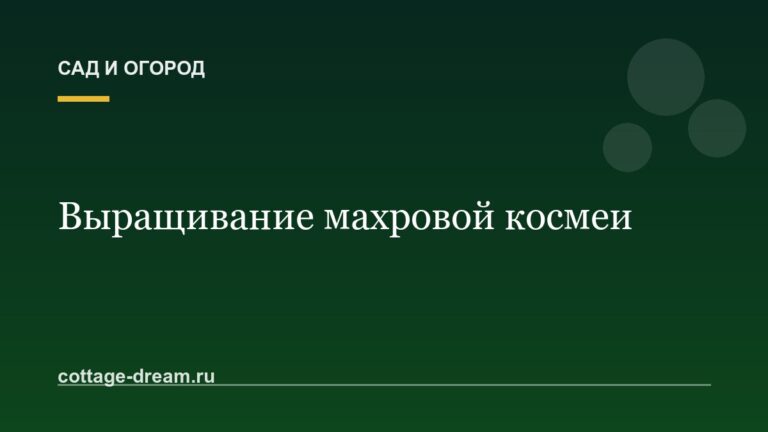 Выращивание махровой космеи: фото цветов