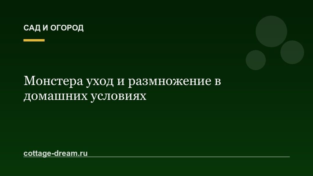 Монстера уход и размножение в домашних условиях: фото