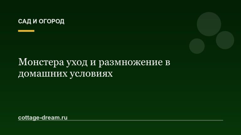 Монстера уход и размножение в домашних условиях: фото