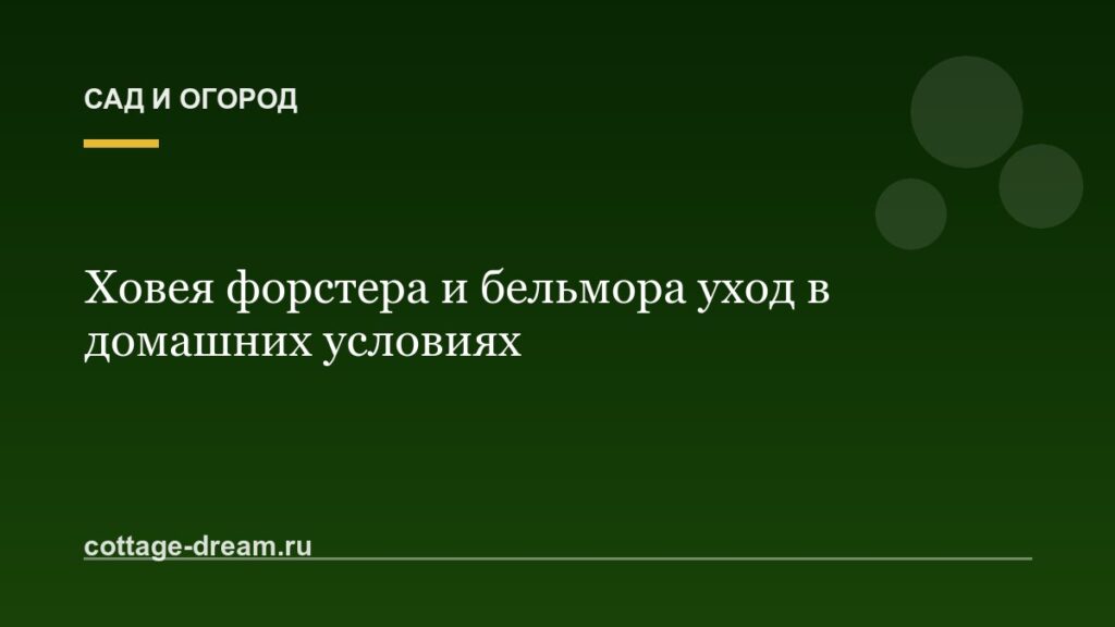 Ховея форстера и бельмора уход в домашних условиях: фото