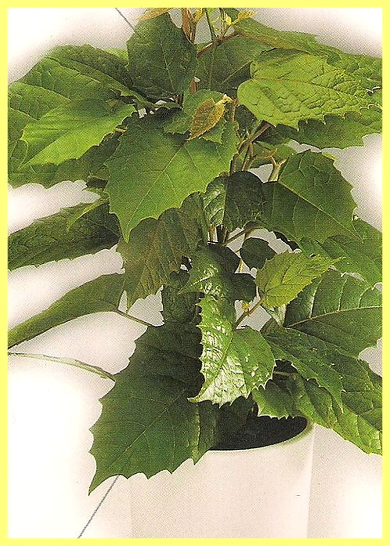 Антарктическая лиана фото