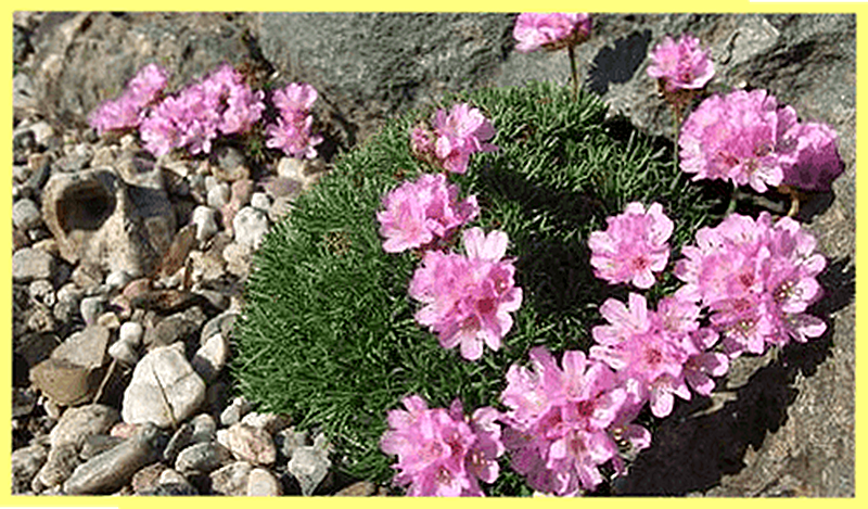 Армерия для альпийской горки фото