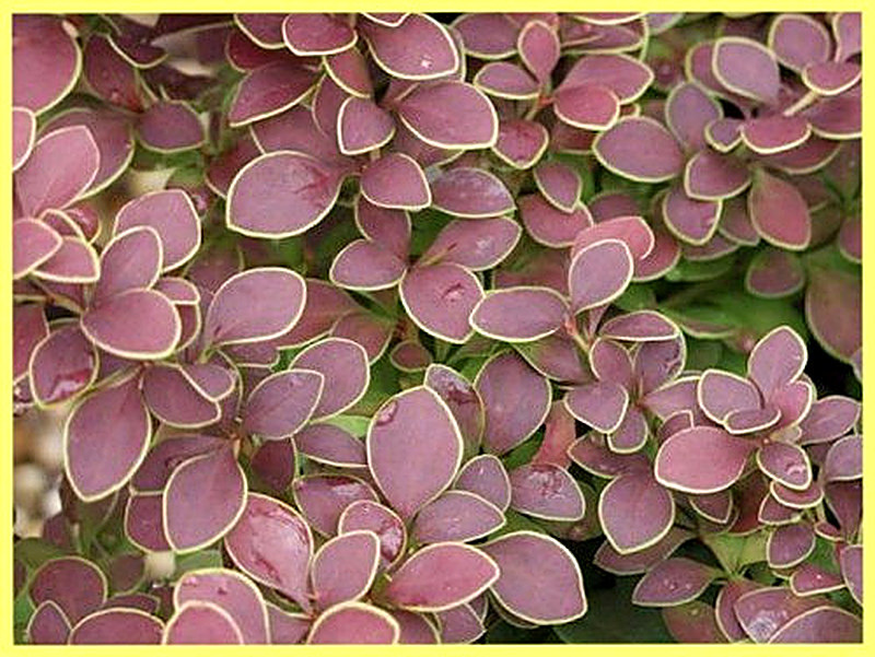 Барбарис Голден ринг фото