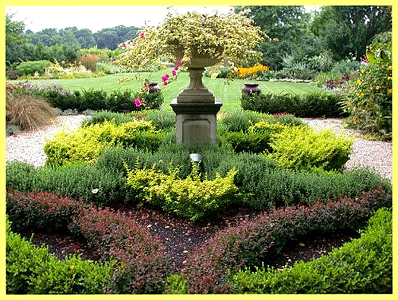 Барбарис Тунберга в ландшафтном дизайне