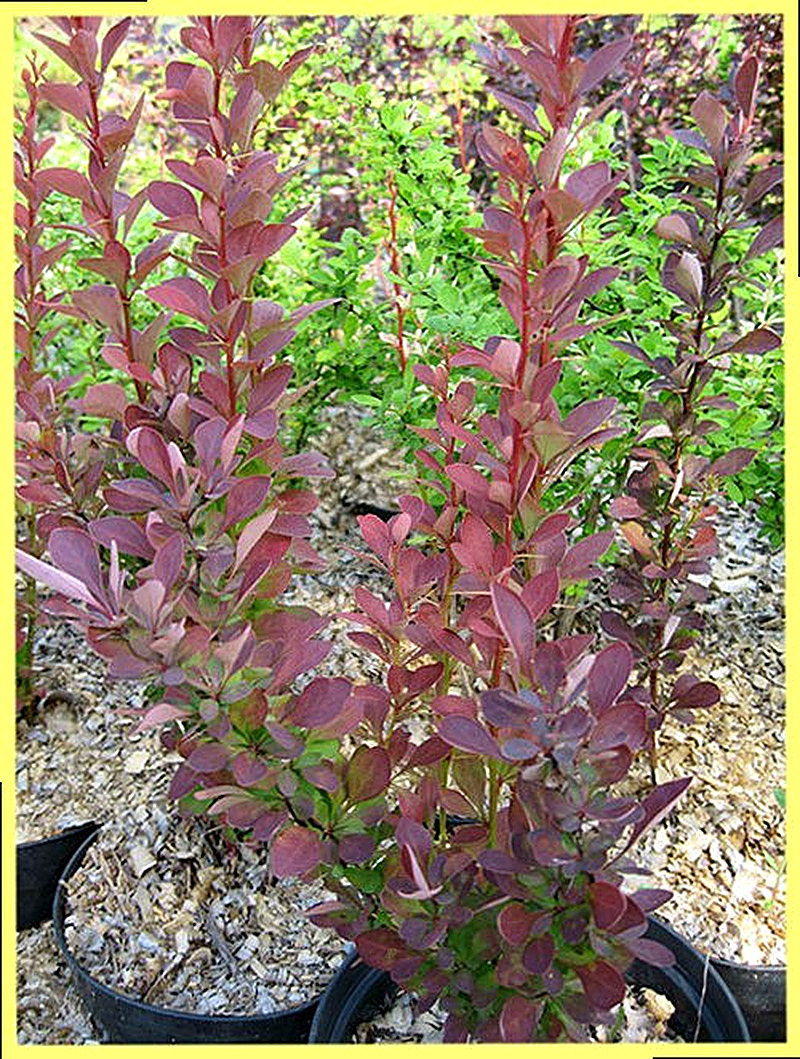 Барбарис тунберга Эректа фото