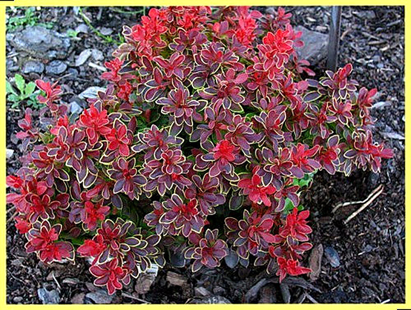 Барбарис тунберга адмирейшн фото