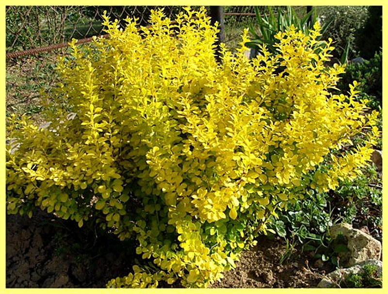 Барбарис тунберга ауреа фото