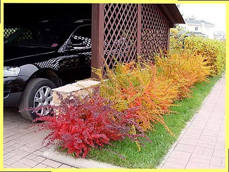 Барбарис тунберга в ландшафтном дизайне фото