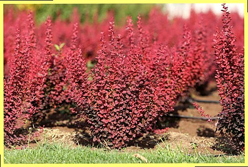 Барбарис тунберга описание растения