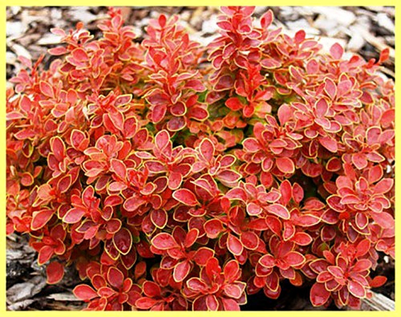 Барбарис тунберга сорта фото и описание