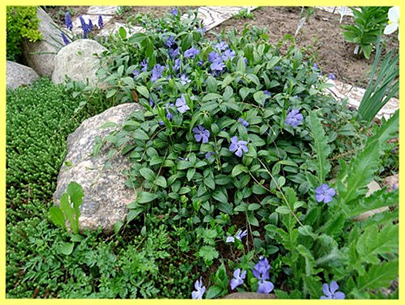 Барвинок для альпийской горки фото