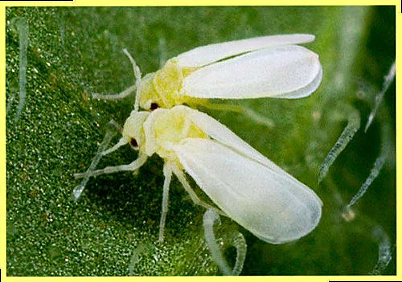 Белокрылка в огороде как избавиться