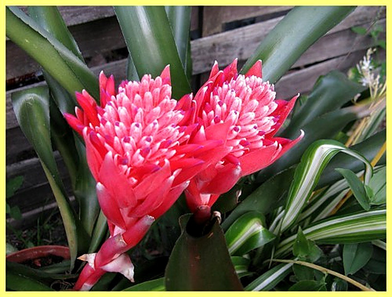 Бильбергия Пирамидальная фото