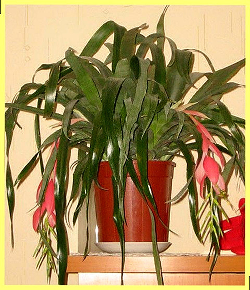 Бильбергия Сандерса уход за растением и его описание