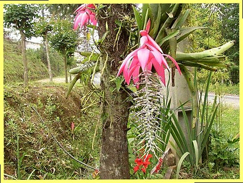 Бильбергия зебровая фото