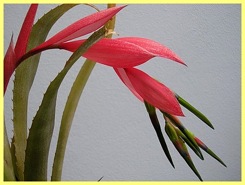 Бильбергия уход в домашних условиях