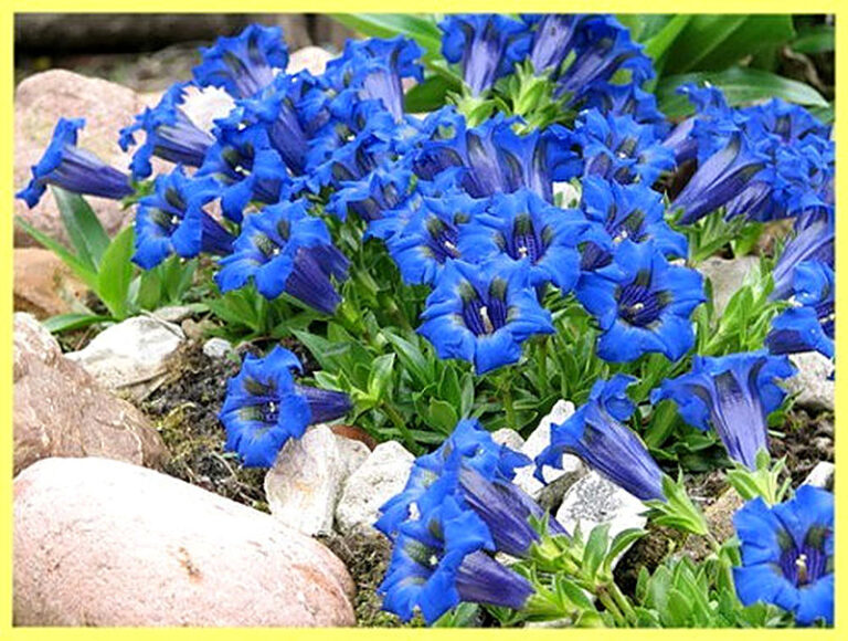 Горечавка для альпийской горки фото