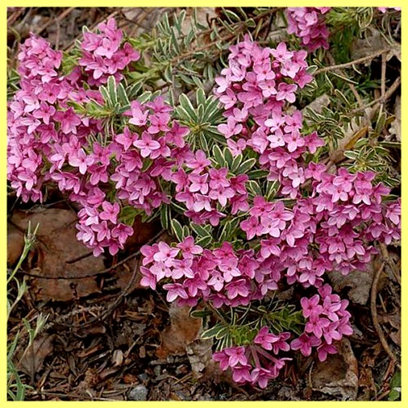 Дафна для альпийской горки фото