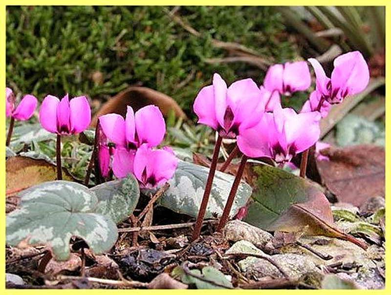 Дряква для альпийской горки фото