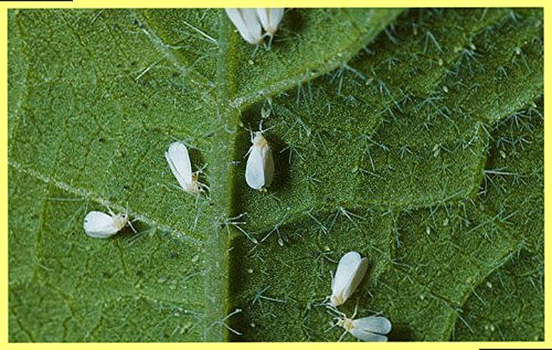 Как бороться с белокрылкой в саду и огороде