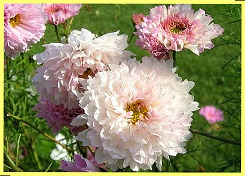 Как выращивать космею махровую в открытом грунте