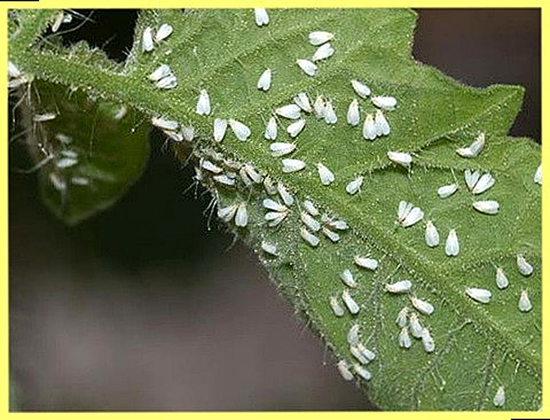 Как обнаружить белокрылку на огороде
