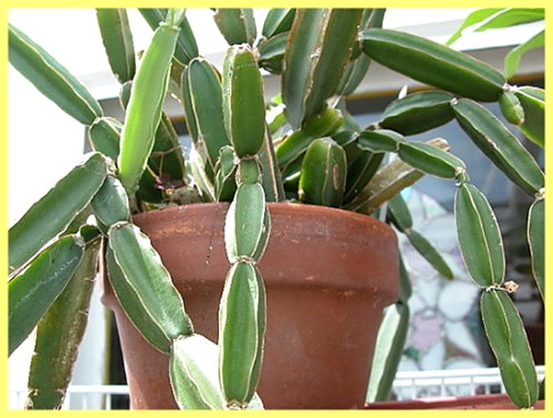 Кактусовидная лиана