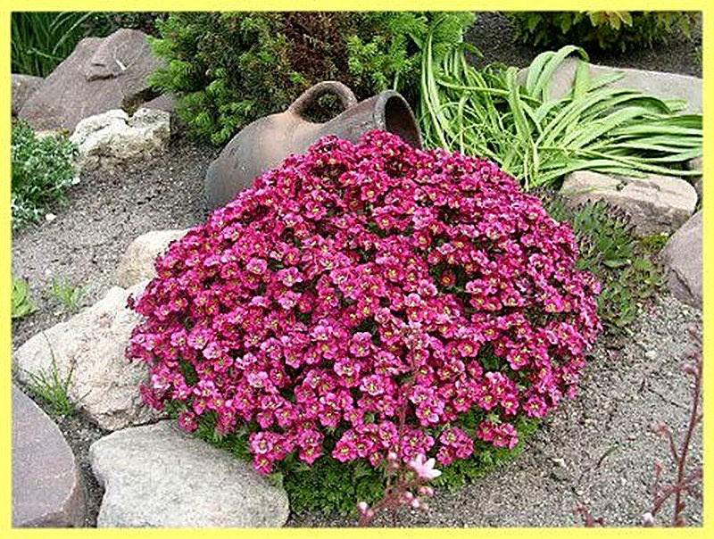 Камнеломки для альпийской горки фото