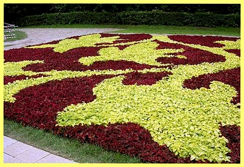 Ковровые виды растений