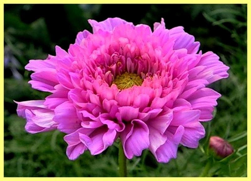 Космея махровая фото цветов
