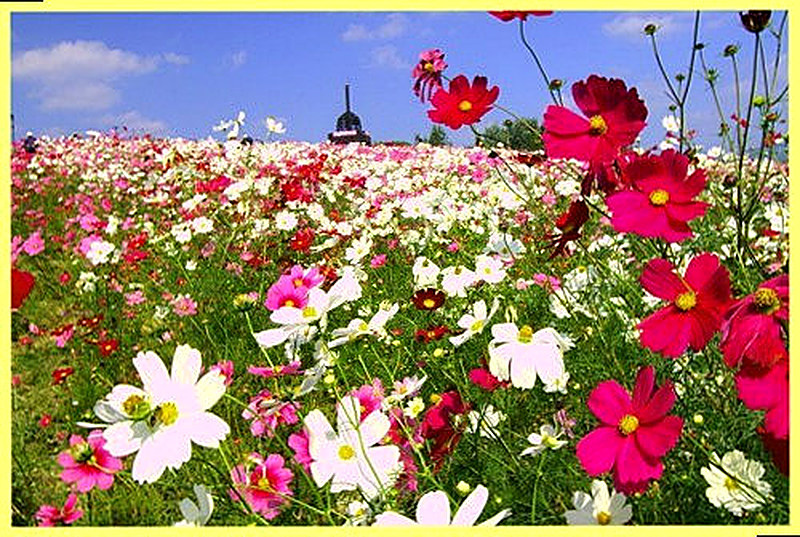 Космея многолетняя фото