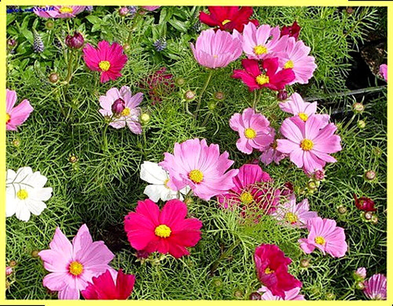 Космея посадка и уход в открытом грунте