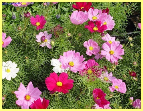 Космея посадка и уход в открытом грунте