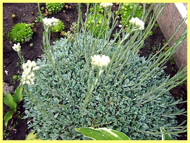 Кошачья лапка для альпийской горки фото