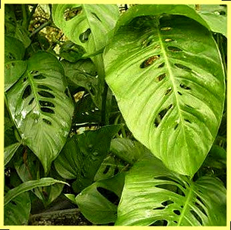 Монстера Адансона фото