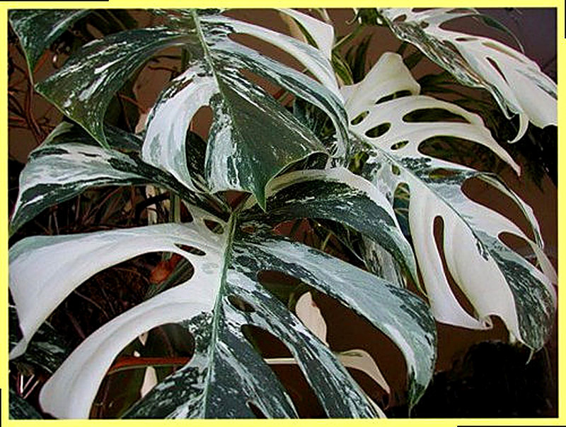 Монстера Борзига фото