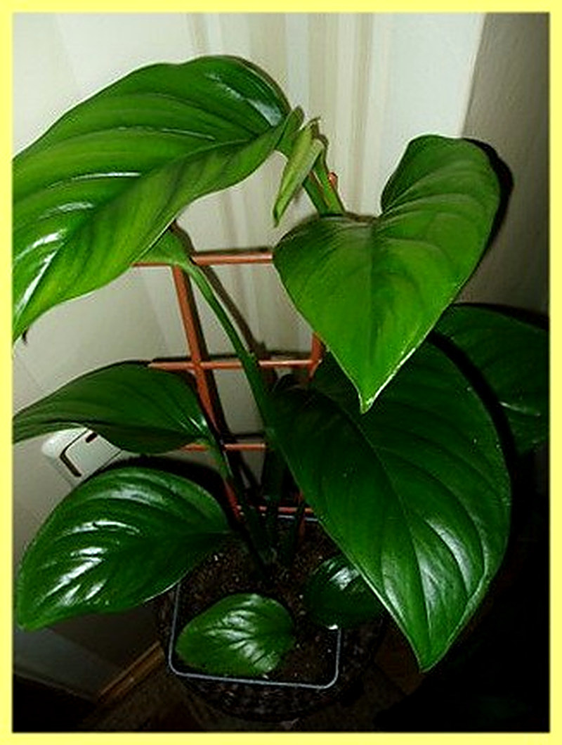 Монстера Карвинского фото