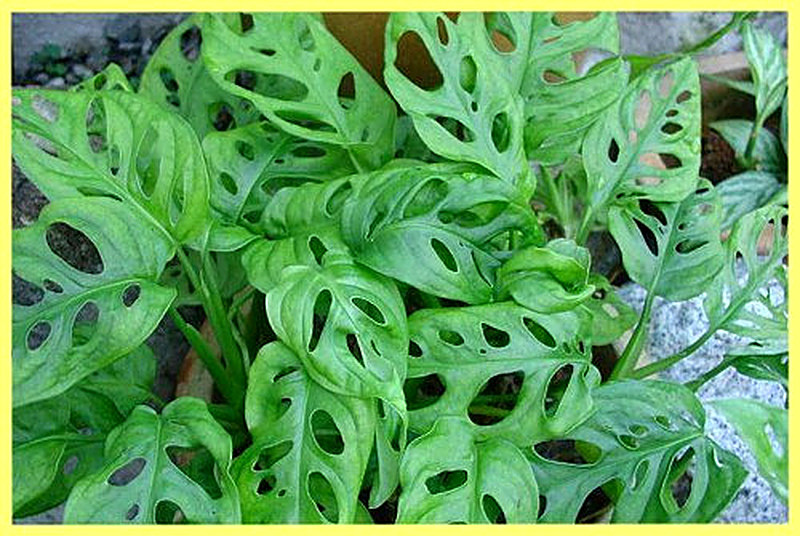 Монстера Косая фото