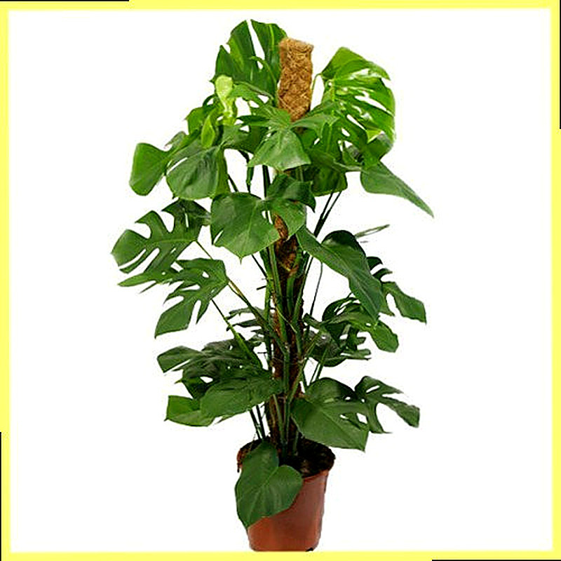 Монстера описание растения