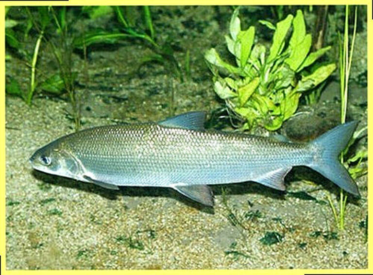 На что ловить омуля байкальского