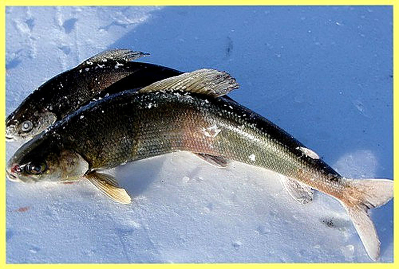 Подготовка к рыбалке байкальского омуля